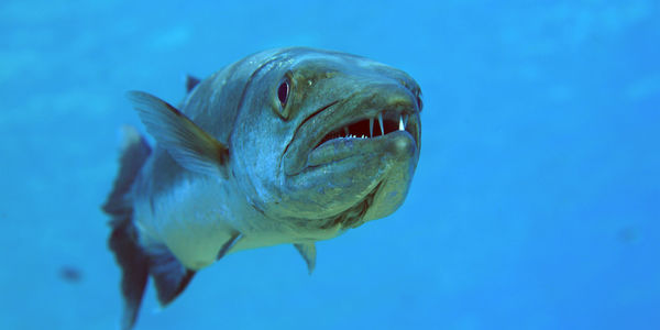 baracuda