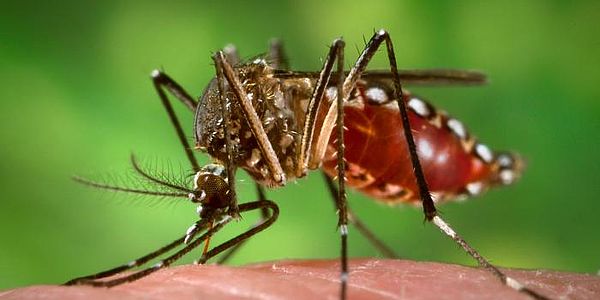 Aedes Aegypti Dengue Publicdomain Cebaedd